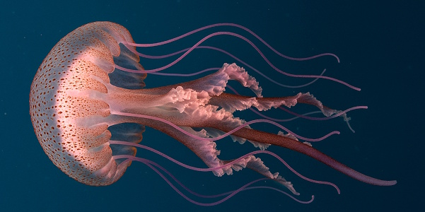 Leuchtqualle (Pelagia noctiluca)