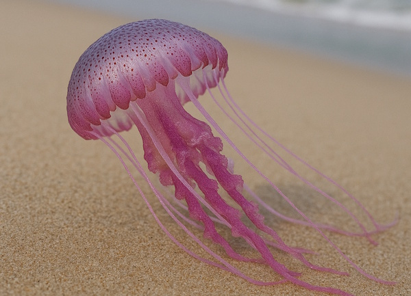 Feuerqualle (Pelagia noctiluca)