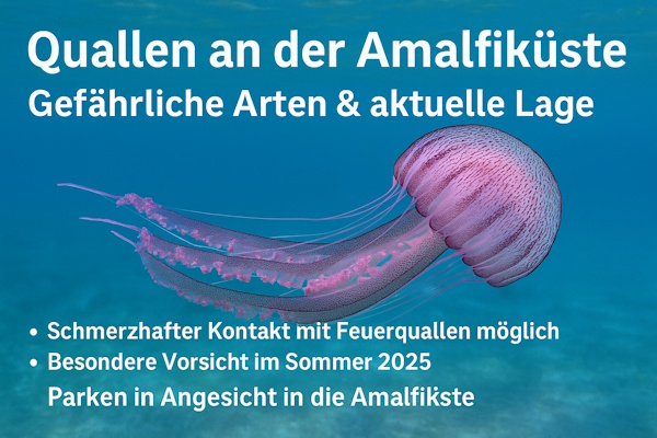 Quallen an der Amalfiküste – Arten, Risiken und Tipps