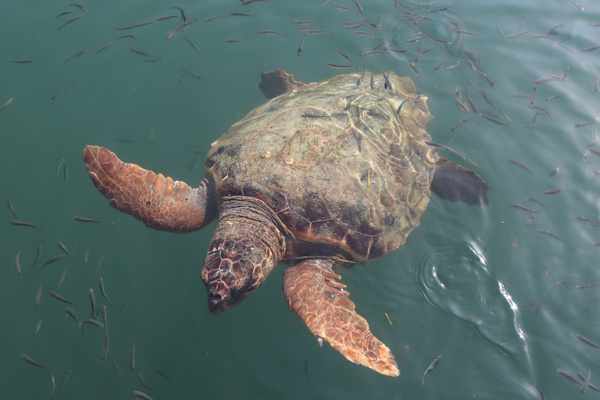 Meeresschildkröte Caretta Caretta