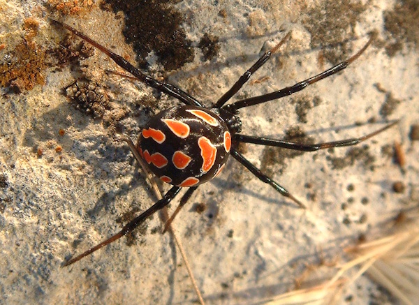 Eine Schwarze Witwe, die bekannteste Giftspinne